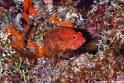 Cephalopholis leopardus-Maldives Five rocks-26m-20240425-da-DSC_6806_tn